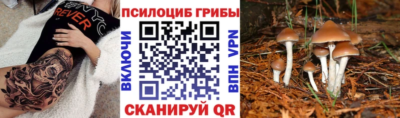 где можно купить наркотик  Изобильный  Псилоцибиновые грибы мицелий 